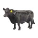 thumbnail image 2 of Little Buster Toys Angus Cow - Vacada de Angus Black Realistic, escala 1/16 Little Buster Toys Little Buster Toys, 2 of 2