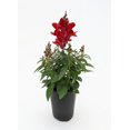 thumbnail image 3 of Expert Gardener 1Pt Snapdragon Live Plant Grower Pot Full Sun, 3 of 4