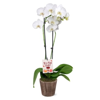Just Add Ice 20-Pack Mini Assorted White Orchids Live Plant Party