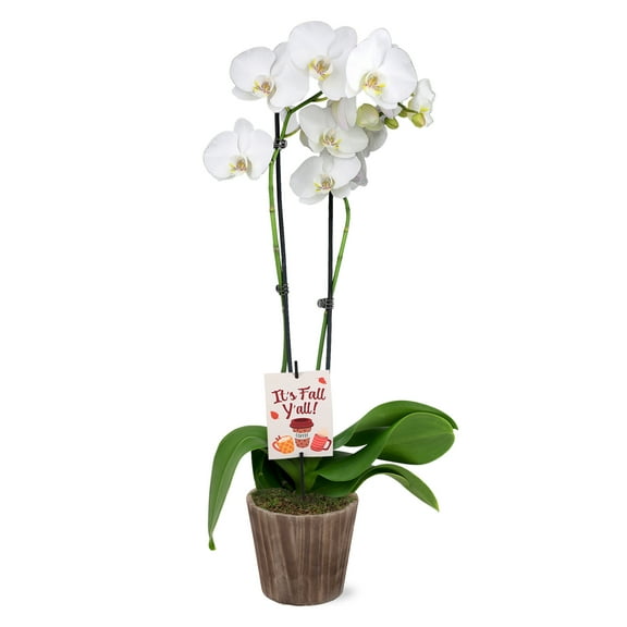 5" White & Yellow Orchid in Wilson Brown Planter – It’s Fall Y’all