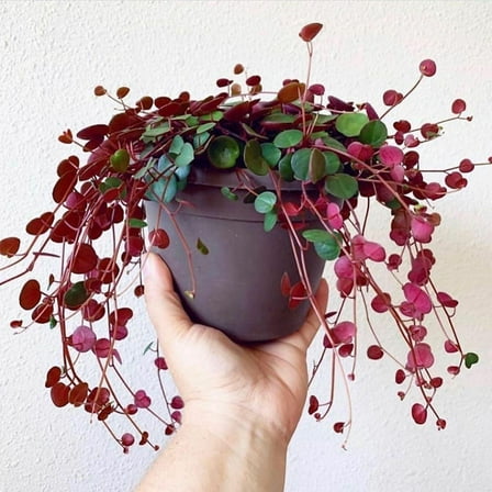 Ruby Cascade-Trailing Plant for Indoor Spaces  4.5" Hanging Basket