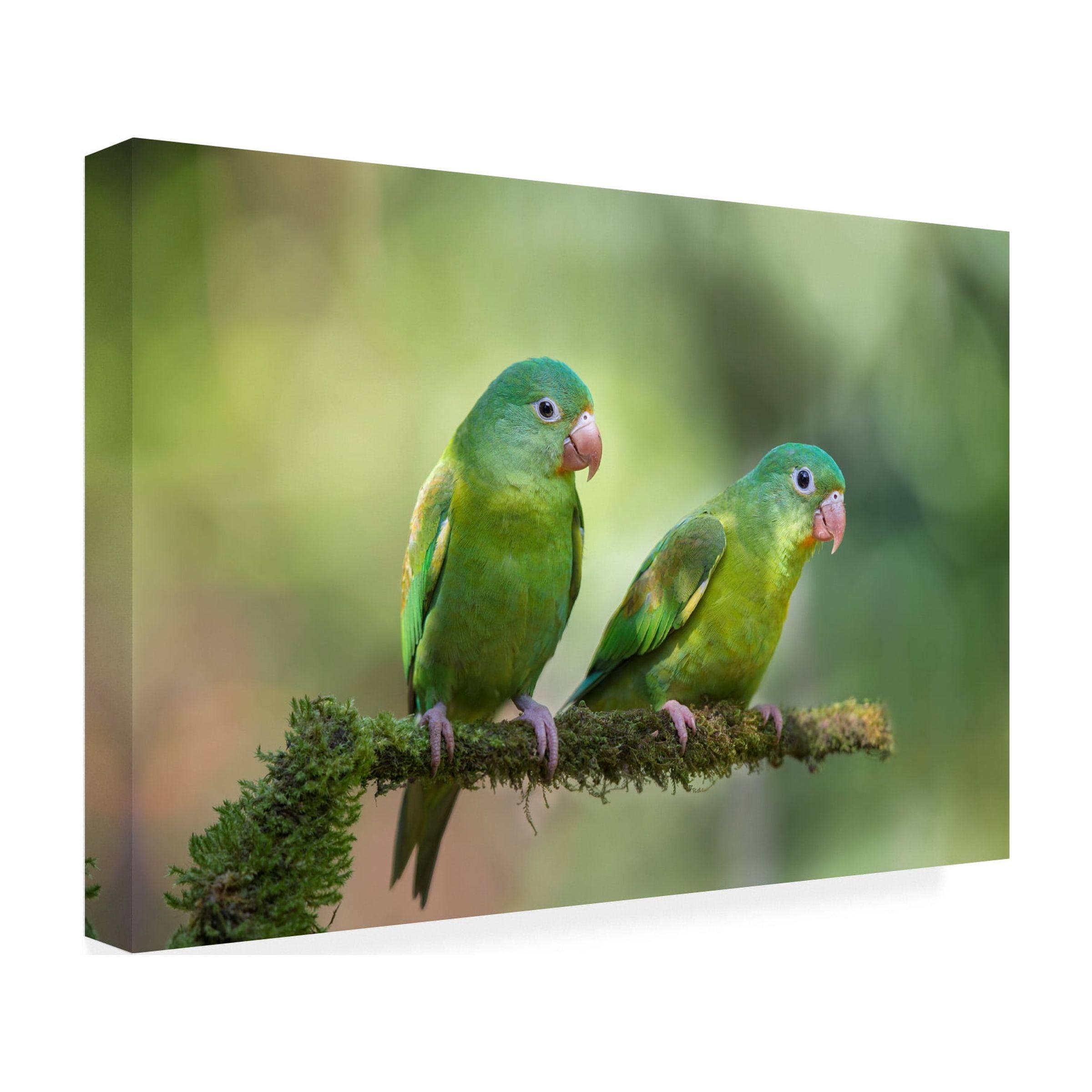 Greg Barsh 'Pair O Parakeets' Canvas Art