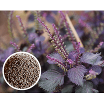 100 Seeds Purple Shiso Plant for Planting, Purple Perilla Plant for Garden