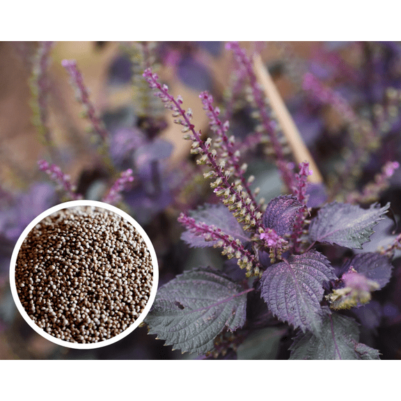 100 Seeds Purple Shiso Plant for Planting, Purple Perilla Plant for Garden