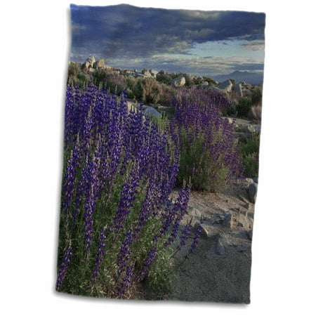 3dRose USA, California, Sierra Nevada. Landscape with Inyo bush lupine. - Towel, 15 by
