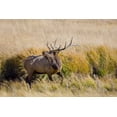 thumbnail image 2 of Lord, Fred 14x11 White Modern Wood Framed Museum Art Print Titled - CO, Rocky Mts, Moraine Valley Bull elk, 2 of 4