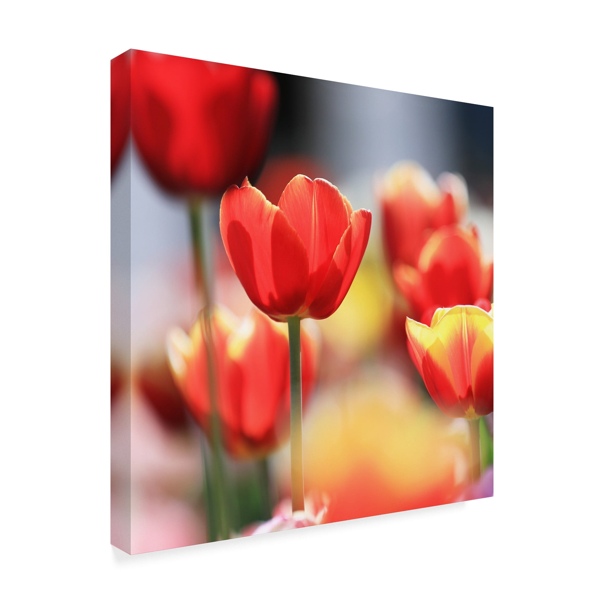 Trademark Fine Art 'Shining Bright' Canvas Art by Beata Czyzowska Young