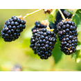 thumbnail image 5 of Set 2 Navaho Thornless BlackBerry Plants Live for Planting, Blackberries Plants Fruit Bushes Outdoor Garden 4 to 6 Inch Tall, 5 of 6