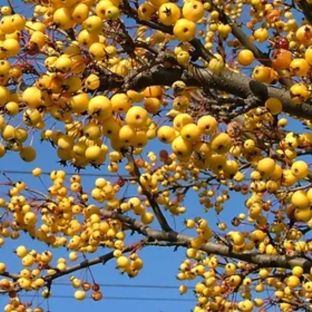 Expert Gardener 3-4 ft tall Harvest Gold Crabapple Live Tree in 7-Gallon Grower Pot