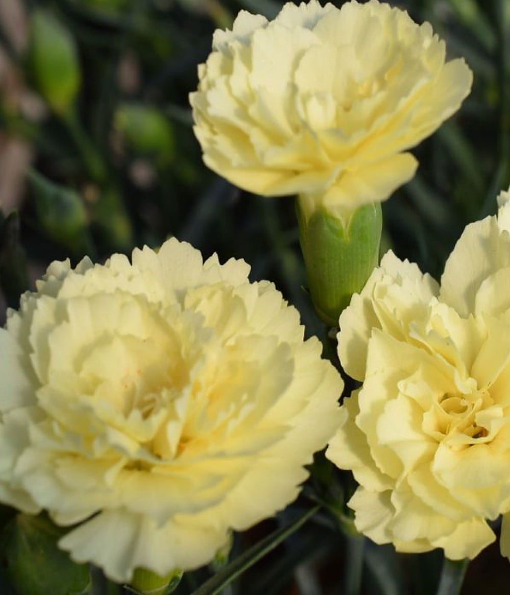 Odessa® Yellow Bling Bling Dianthus Very Fragrant Quart Pot