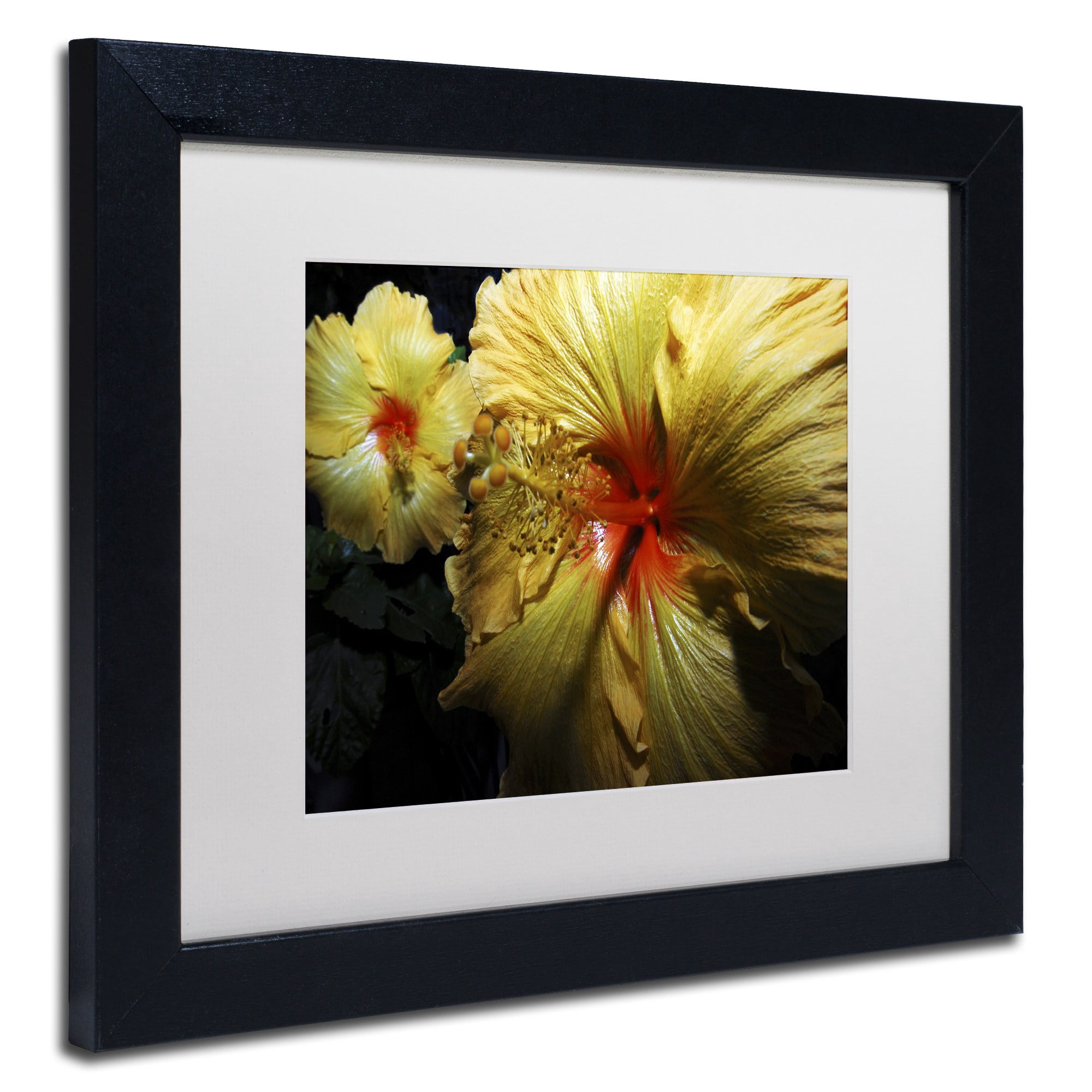 Trademark Fine Art "Sunburst Hibiscus" Canvas Art by Kurt Shaffer White Mat, Black Frame