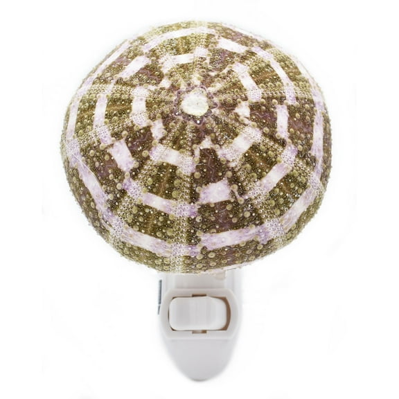 Seashell Night Light Real Sea Urchin Beach Decor w. On/Off Switch Beautiful Coastal Cottage