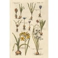 thumbnail image 3 of Wild Apple Portfolio 13x18 Black Modern Framed Museum Art Print Titled - Vintage Florilegium II, 3 of 5