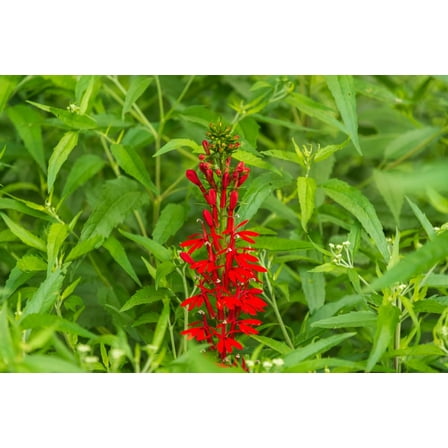 Cardinal Flower Plant for Growing, Not Seeds, Healthy Rootstock (1 Plant)