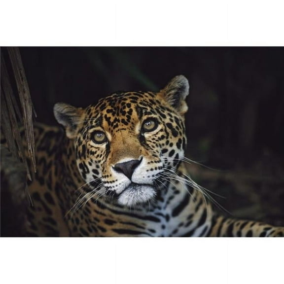 Jaguar ; Belize Poster Print