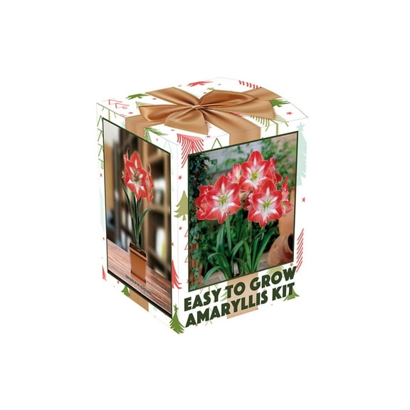 Amaryllis Kit: Minerva   Plastic Pot/Soil/Bulb - Large Bulb 26/28 cm