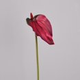 thumbnail image 1 of BotaniNest [ ] A Must Have For High End Home These Persistently Bringing A Springtime And Perfectly Creating A Cozy !, 1 of 3