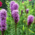thumbnail image 2 of Herb To Body Hyssop Herb Powder | Hyssopus Officinalis | Wildcrafted | 4oz, 2 of 6