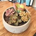 thumbnail image 4 of Altman Plants Live Succulent Plants 4-Pack - Desert Fire House Plant Mix - Full Sun - 2.5-Inch Pots, 4 of 12