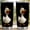 Black, variant on Funny Rooster 20oz Stainless Steel Tumbler, Leak-Proof Insulated Coffee Cup with Lid, Funny Tumbler for Home Office, Birthday Gag Gift for Chicken Lovers