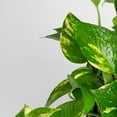 thumbnail image 5 of Expert Gardener 12" Green Pothos House Plant in 6" Hanging Basket, 5 of 9