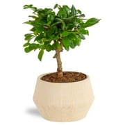 Costa Farms 1-Year Old, Mini Grower's Choice Bonsai Live Indoor Tree Tabletop Pl