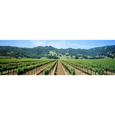 - Napa Valley Vineyards Hopland CA Canvas Art - Panoramic Images (15 x 5)