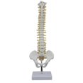 thumbnail image 1 of 45cm Human Spine With Pelvic Human Anatomical Anatomy Spine Spinal Column +stand Fexible, 1 of 5