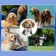 thumbnail image 5 of Collar Para Perro, 2 Piezas, Collar Impermeable, Cuello, 5 of 6