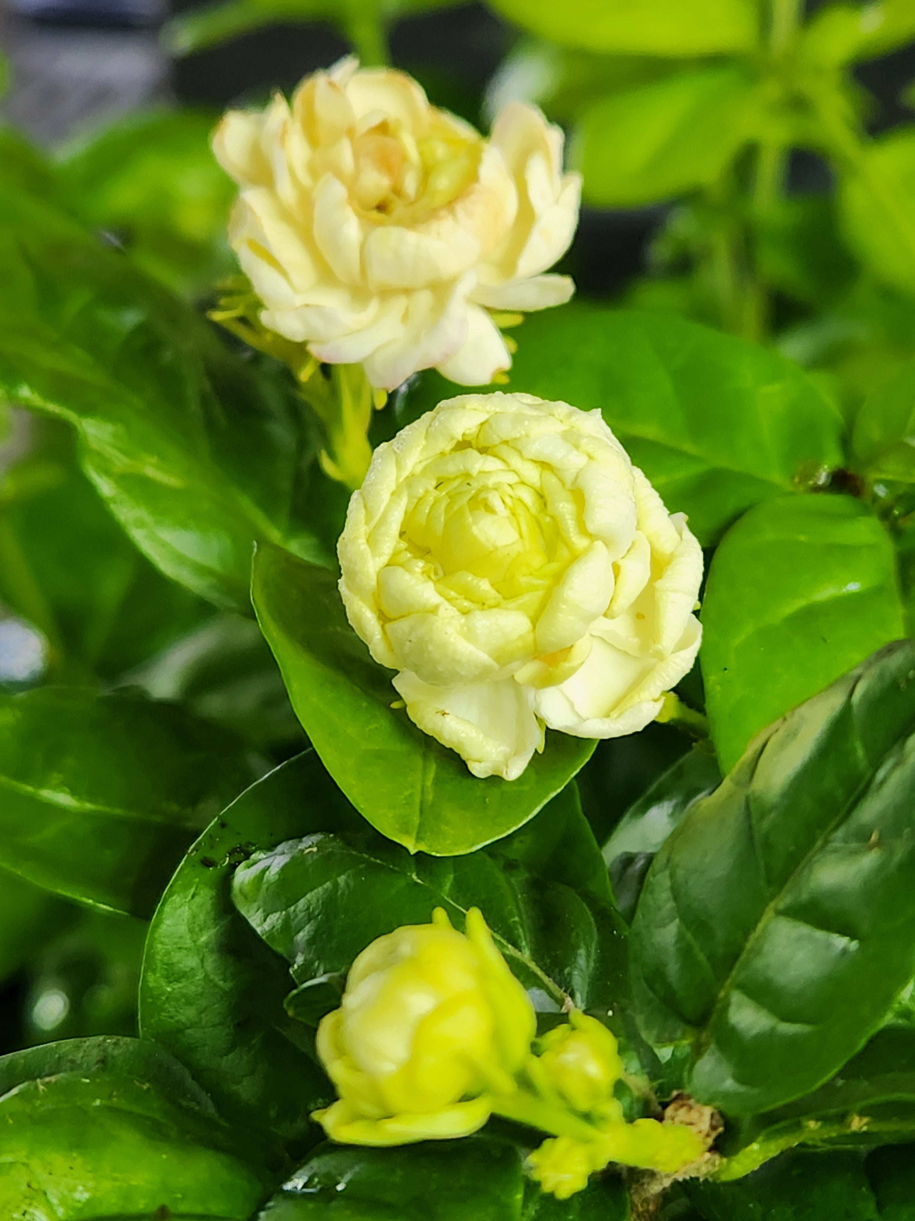Live Jasmine Sambac 'Grand Duke of Tuscany' Plant in 4 inch Pot