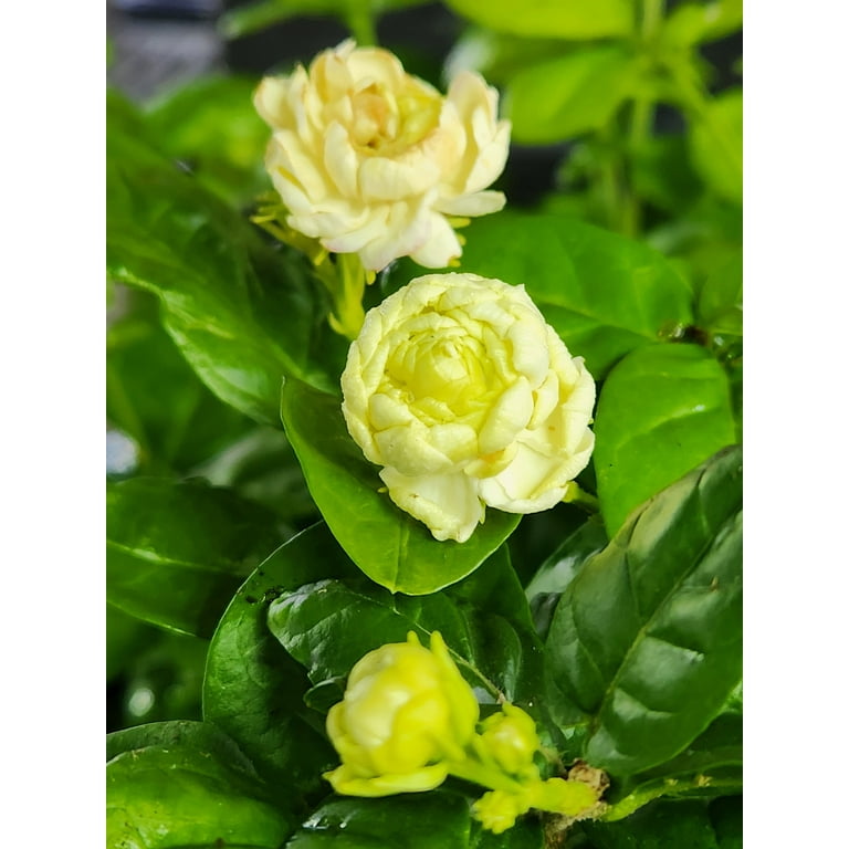 can i plant Simply the Best Houseplant Watering Can (1 Liter) – Instant Plant Food main image 1