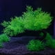 thumbnail image 5 of Acuario, decoración de pecera, 2 plantas artificiales para acuario, conjunto de árbol, decoración de pecera, 5 of 5