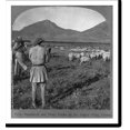 thumbnail image 2 of Historic Framed Print, Shepherds and their flocks on the Argive Plain, Greece, 17-7/8" x 21-7/8", 2 of 9
