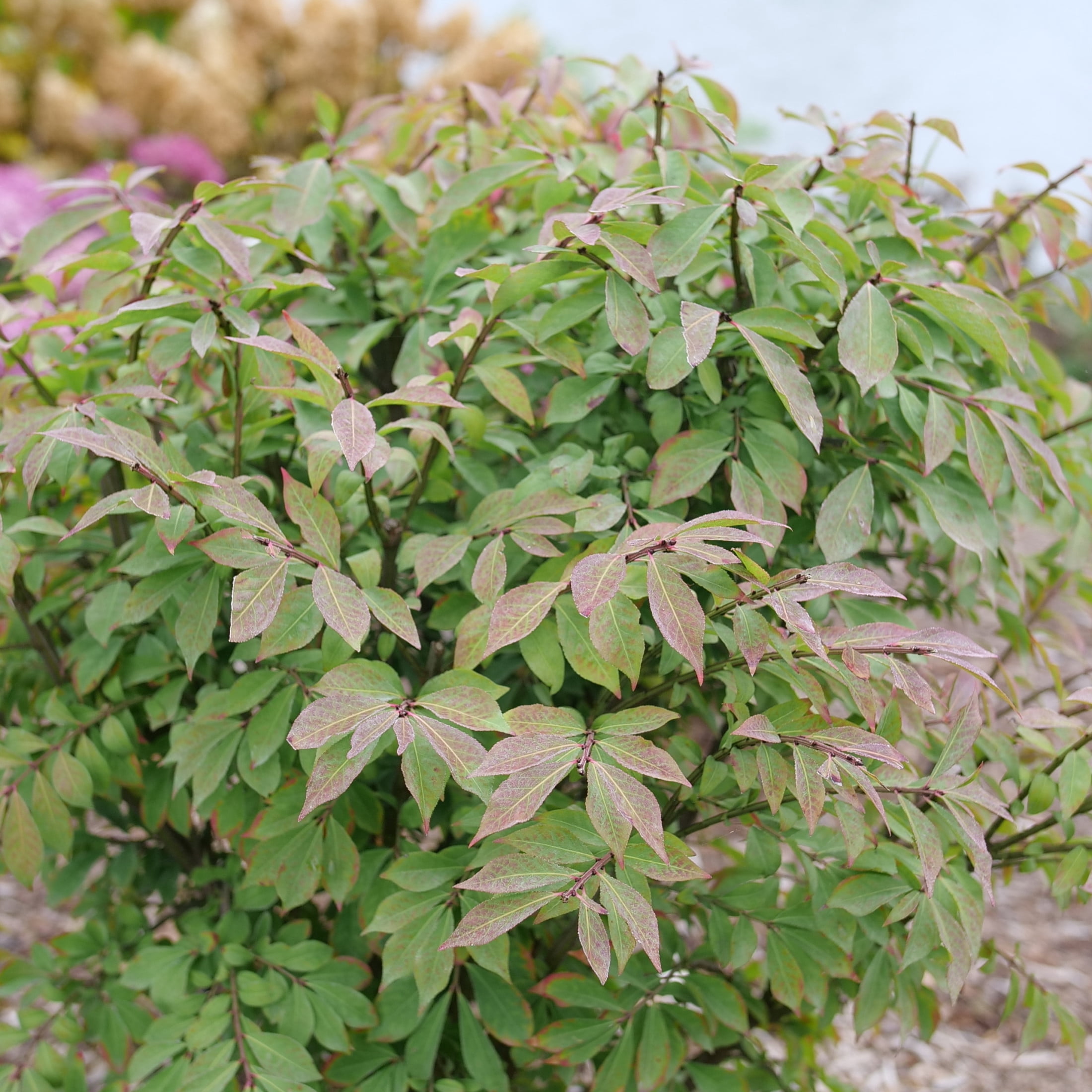 Proven Winners ColorChoice 5" Red Fire Ball Seedless Burning Bush Live Plant in 4.5" Pot (4 Count)