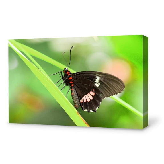 Wall26-Canvas Wall Art-Beautiful Butterfly-Giclee Painting Wall Art for Bedroom Living Room Home Decoration - 24x36 inches