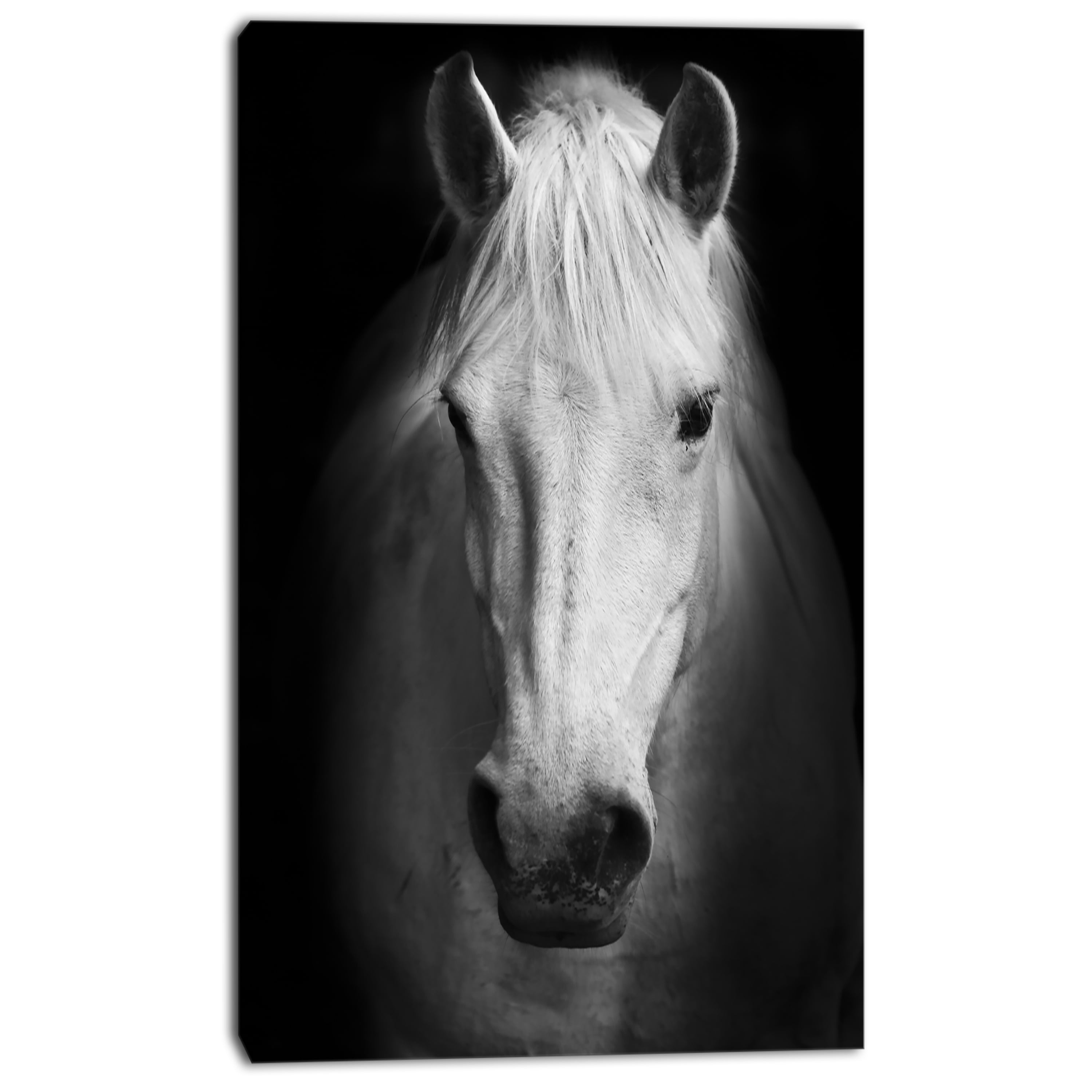 Designart 'White Horse Black and White ' Animal Canvas Art Print
