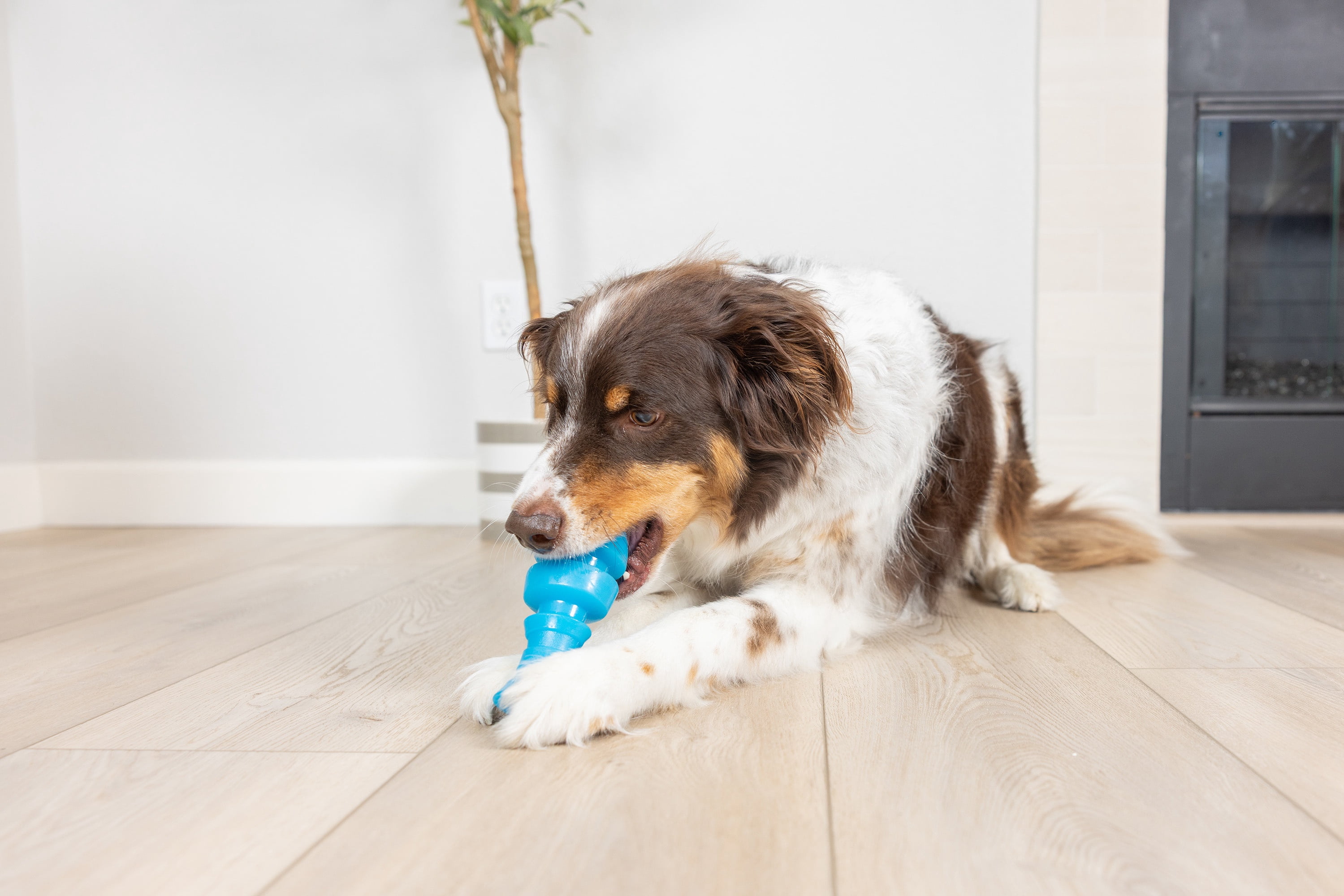 Chuckit! Bones Glow Treat Fish Puzzle Dog Toy, Large, Blue Glow – Salmon‑Scented Treat & Chew Toy for Dogs 60–100 lb, Pack of 1