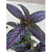 SOLD OUT - PERSIAN SHIELD Strobilanthes Dyerianus Rare Purple Houseplant