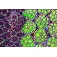 thumbnail image 2 of Jaynes Gallery 18x13 Black Ornate Wood Framed with Double Matting Museum Art Print Titled - Netherlands-Amsterdam Close-up of succulents, 2 of 4
