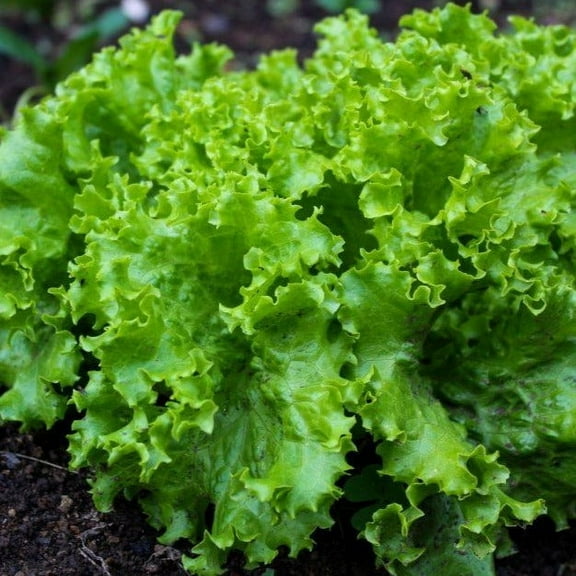 TomorrowSeeds - Black Seeded Simpson Green Leaf Lettuce Seeds - 2000  Count - For 2026 Planting