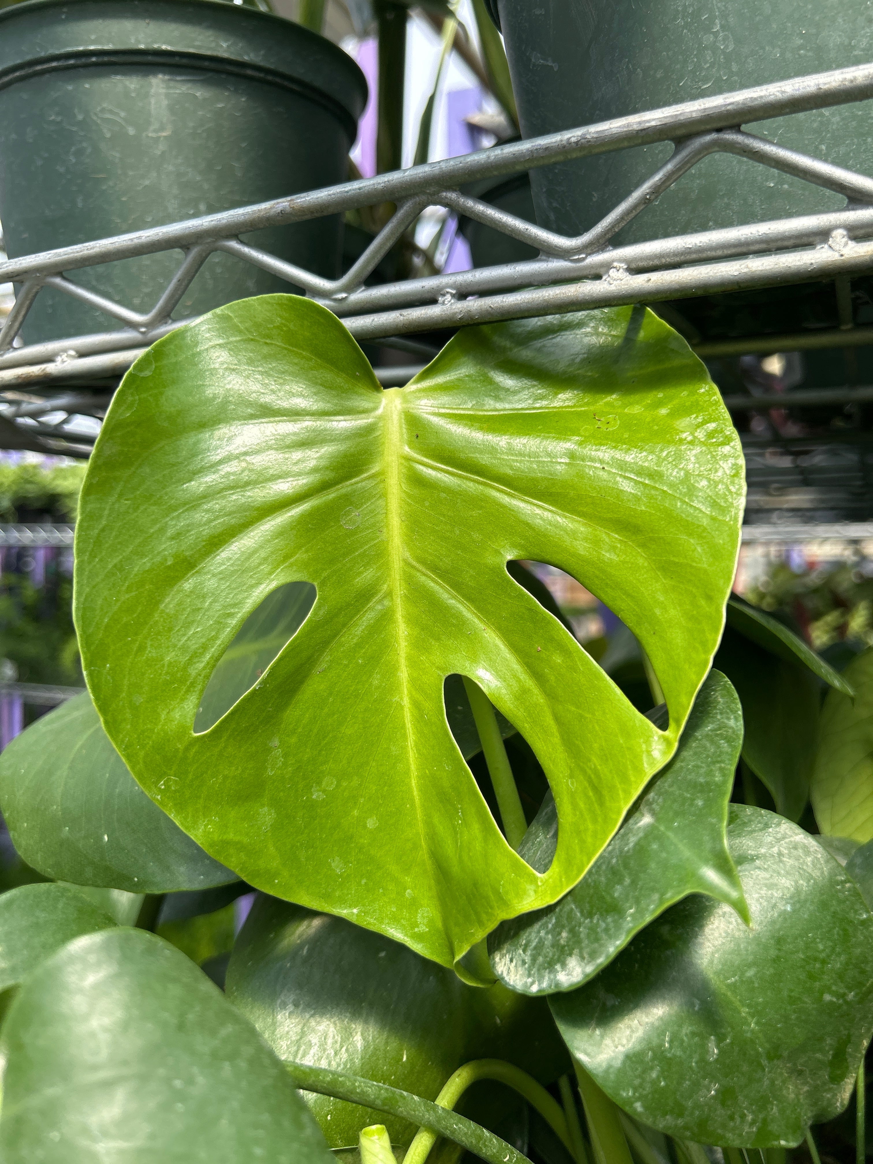 RedCrocus Swiss Cheese Plant Monstera deliciosa Indoor Tropical Plant Large Foliage Bright Indirect Light Easy Care Pet Warning 6" Pot