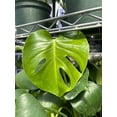 thumbnail image 6 of RedCrocus Swiss Cheese Plant Monstera deliciosa Indoor Tropical Plant Large Foliage Bright Indirect Light Easy Care Pet Warning  6" Pot, 6 of 13
