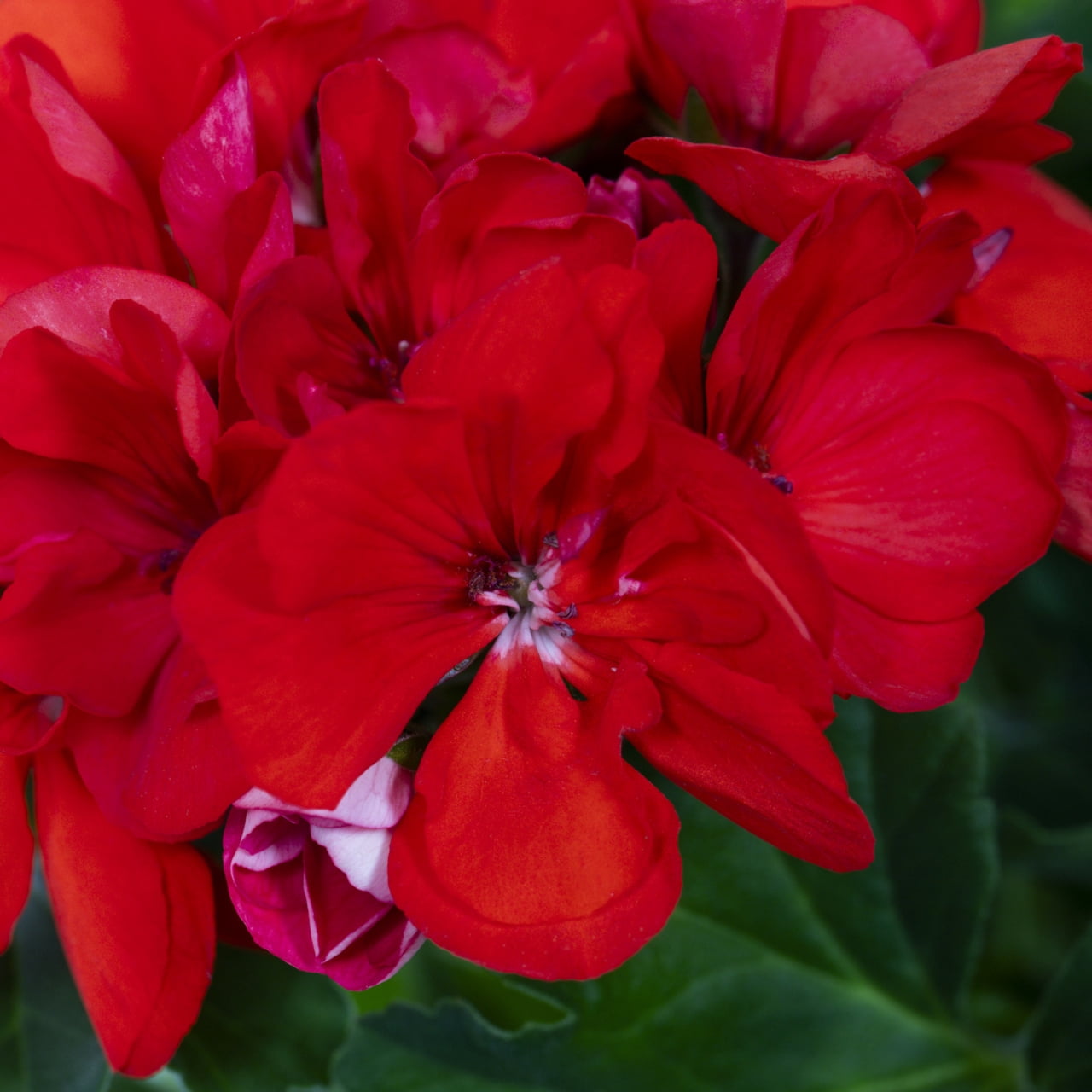 Expert Gardener 1.5gal Multicolor Zonal Geranium Live Annual Plant Decorative Pot Sun