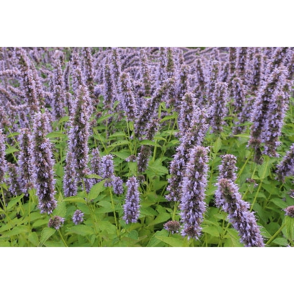 Daylily Nursery Blue Fortune Agastache Live Plants in 3.5" Pot