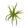 thumbnail image 4 of Mainstays 6" Artificial Green with Red Tips Air Plant Pick, 4 of 5