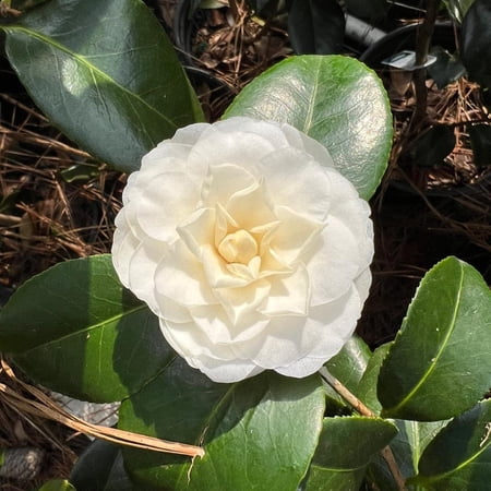 Pixies Gardens White By The Gate Camellia 3 Gallon
