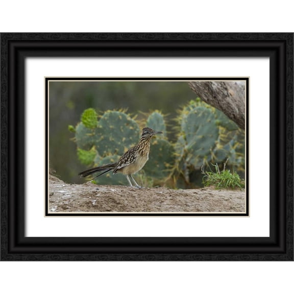 Illg, Cathy and Gordon 32x23 Black Ornate Wood Framed with Double Matting Museum Art Print Titled - Texas, Hidalgo Co Roadrunner bird next to cacti
