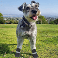 thumbnail image 5 of FloreceBien Botas para Perros Zapatos de Nieve de Invierno Impermeables de Cuero para Perros Cachorros con Tira Reflectante Suela de Goma Antideslizante Suave y cómoda, 5 of 5