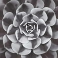 thumbnail image 3 of Frank, Assaf 12x12 Black Modern Framed Museum Art Print Titled - Natural Designs III, 3 of 5