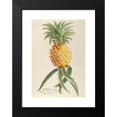 thumbnail image 2 of Georg Dionysius Ehret 17x24 Black Modern Framed Museum Art Print Titled - Pineapple (1750-1773), 2 of 5